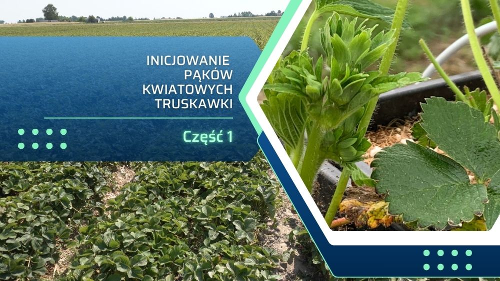 Inicjowanie-pakow-kwiatowych-truskawki_ow