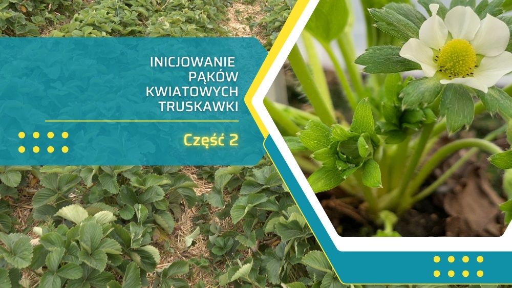 Inicjowanie-pakow-kwiatowych_II_ow