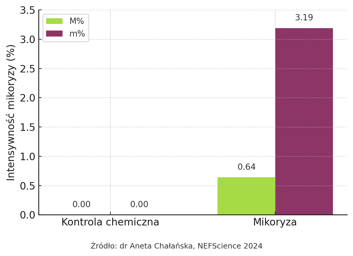 Intensywność mikoryzy – wykres 2024 – dr Aneta Chałańska NEFScience