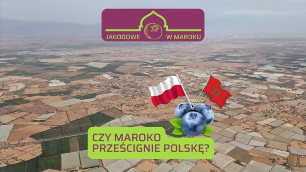 Jagodowe w Maroku: zaskakujące fakty. Czy powinniśmy się bać?