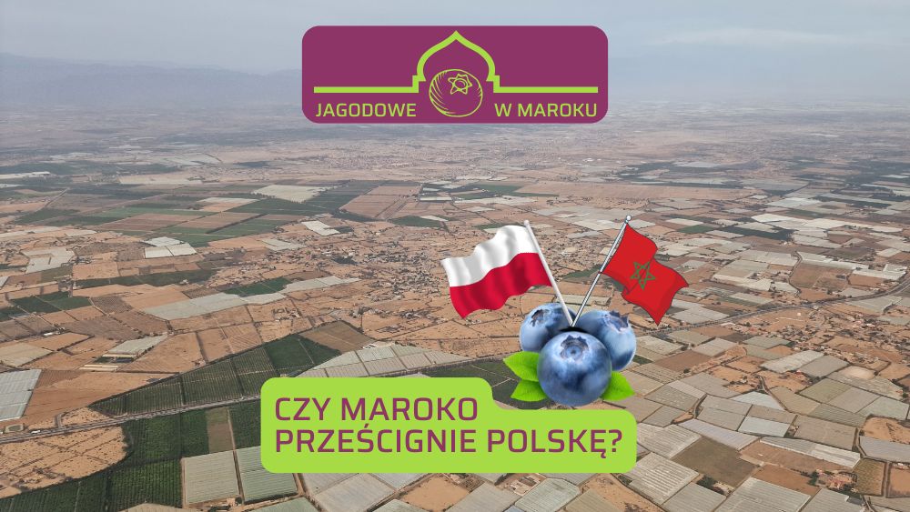 Jagodowe w Maroku