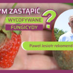 Jak chronić truskawki przed szarą pleśnią - Paweł Jesiotr