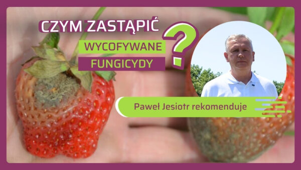 Jak chronić truskawki przed szarą pleśnią - Paweł Jesiotr