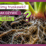 Jak ożywić glebę pod truskawki