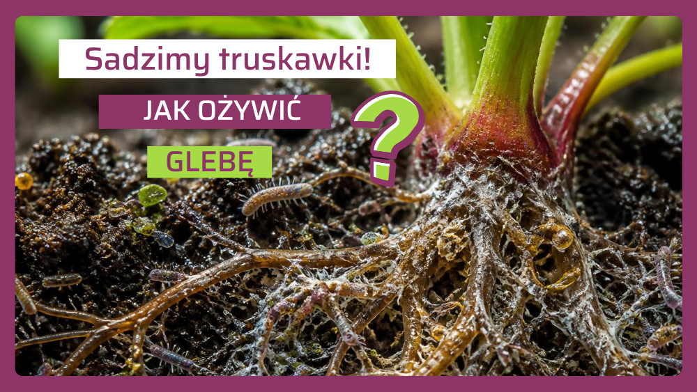 Jak ożywić glebę pod truskawki