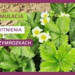 Jak pobudzić truskawki do kwitnienia-ow