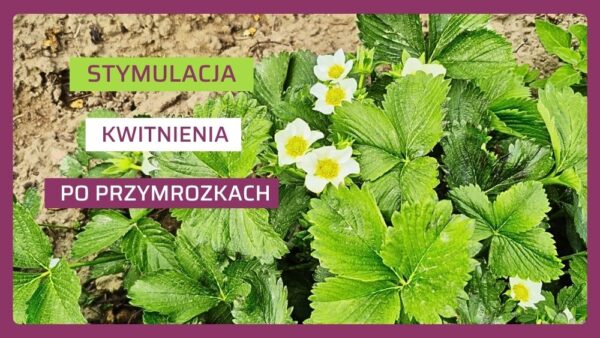 Jak pobudzić truskawki do kwitnienia-ow
