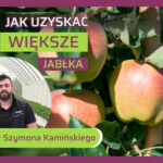 Jak poprawić wyrastanie jabłek-Szymon Kamiński