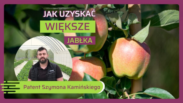Jak poprawić wyrastanie jabłek-Szymon Kamiński