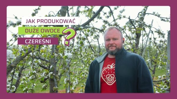 jak uzyskać czereśnie powyżej 30 mm