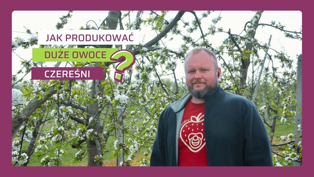 jak uzyskać czereśnie powyżej 30 mm