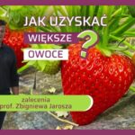 Jak uzyskać duże i jędrne owoce truskawki - zalecenia prof. Zbigniewa Jarosza