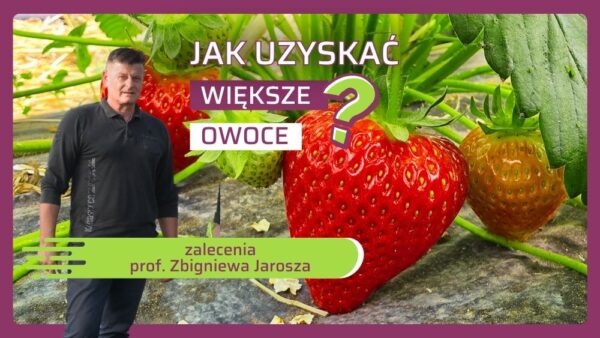 Jak utrzymać duże owoce truskawki do końca zbiorów? Dwie strategie nawożenia
