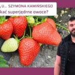 Jak uzyskać twarde truskawki-strategia dokarmiania wapniem