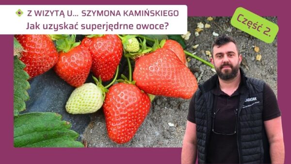 Jak uzyskać twarde truskawki-strategia dokarmiania wapniem