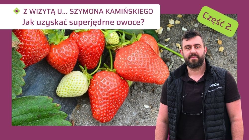 Jak uzyskać twarde truskawki-strategia dokarmiania wapniem