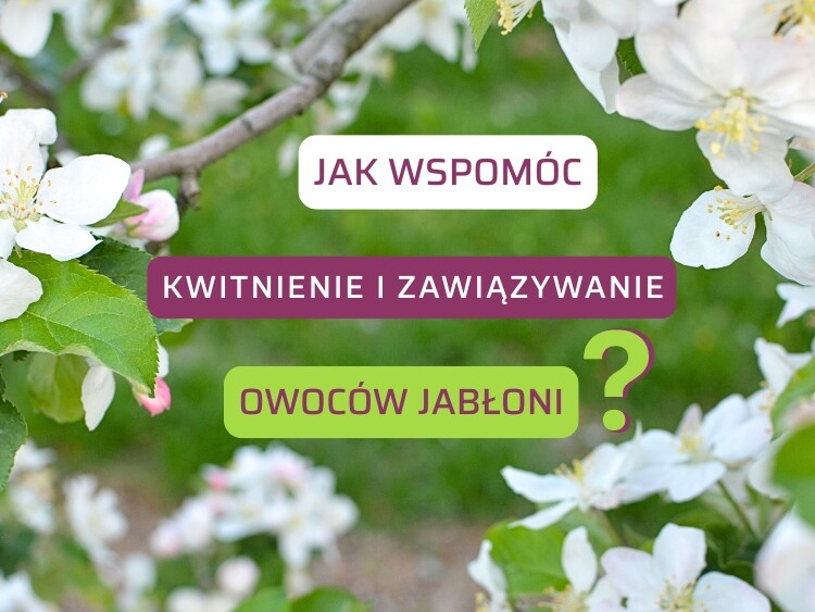 Jak wspomóc kwitnienie i zawiązywanie owoców jabłoni-ow