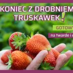 Jak zapobiec drobnieniu owoców