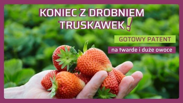 Jak zapobiec drobnieniu owoców