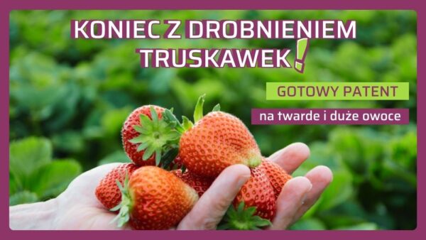 Jak zapobiec drobnieniu truskawek