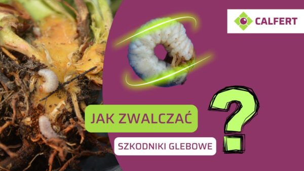 Szkodniki glebowe w uprawach jagodowych – jak je zwalczać?