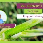Jak zwalczać wciornastka w cebuli - zalecenia Piotra Borczyńskiego