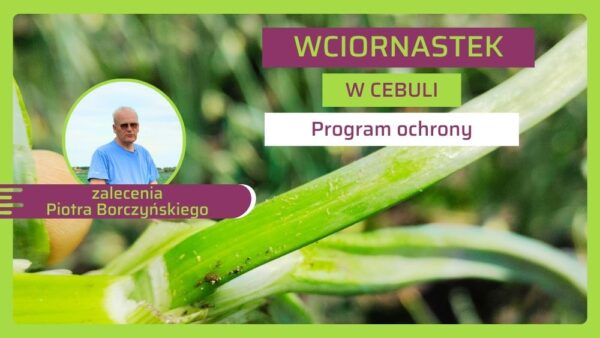 Jak zwalczać wciornastka w cebuli? Harmonogram oprysków i budowanie bariery krzemowej