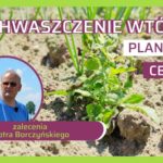 Jak zwalczać zachwaszczenie wtórne cebuli - zalecenia Piotra Borczyńskiego
