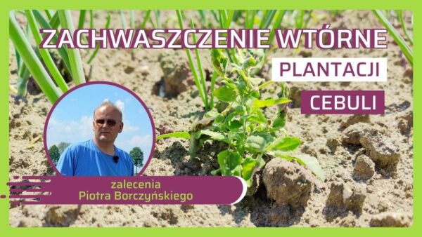 Jak zwalczać zachwaszczenie wtórne cebuli - zalecenia Piotra Borczyńskiego
