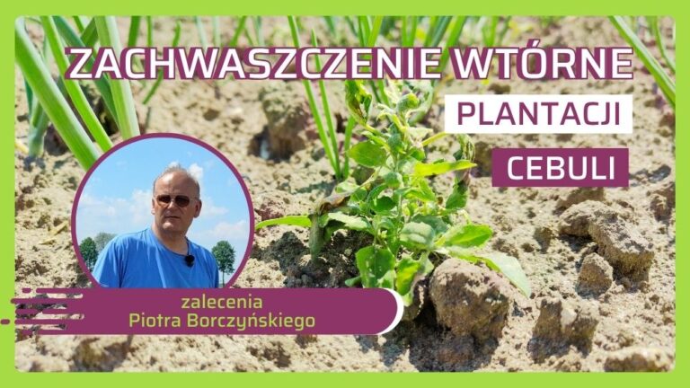 Jak zwalczać zachwaszczenie wtórne cebuli - zalecenia Piotra Borczyńskiego