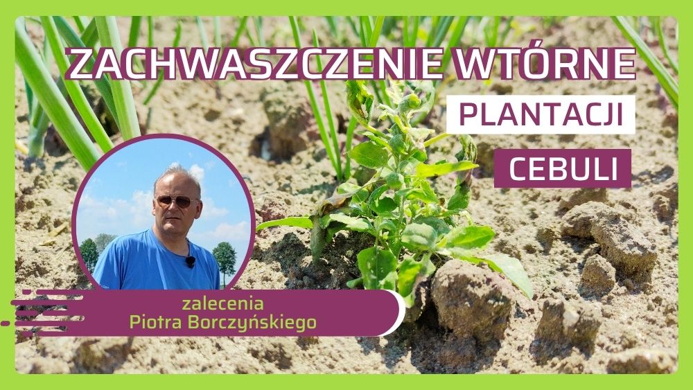 Jak zwalczać zachwaszczenie wtórne cebuli - zalecenia Piotra Borczyńskiego