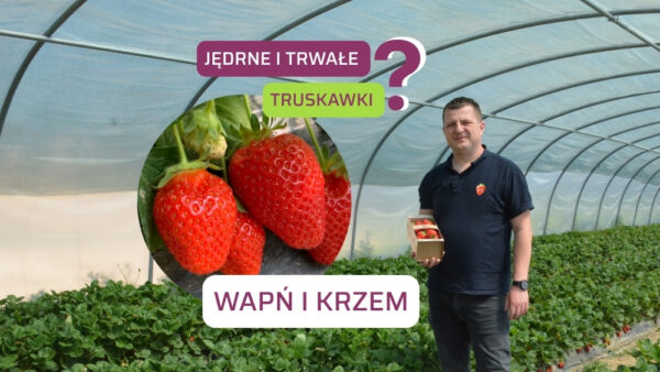 Jakość i trwałość owoców truskawki. Postaw na krzem i wapń
