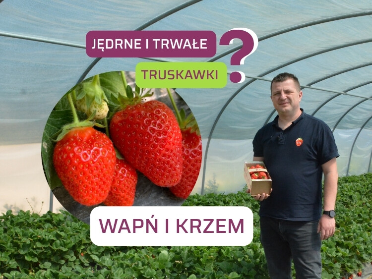 Jakość i trwałość owowćów truskawki-ow