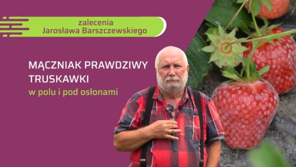 mączniak prawdziwy w truskawce zalecenia Jarosława Barszczewskiego