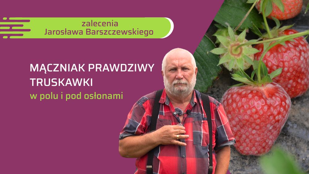 mączniak prawdziwy w truskawce zalecenia Jarosława Barszczewskiego