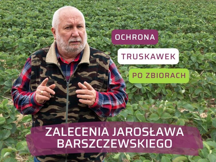 Jesienne zabiegi ochronne-Jarosław Barszczewski – truskawka 2025-ow