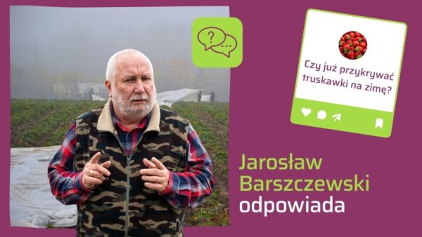 Kiedy okrywać truskawki na zimę? Wy pytacie, J. Barszczewski odpowiada