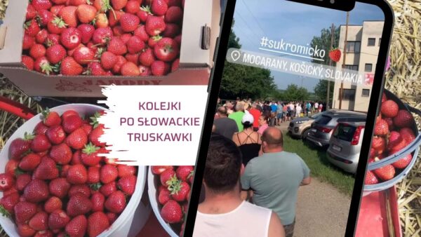 Samozbiory truskawek na Słowacji biją rekordy popularności!