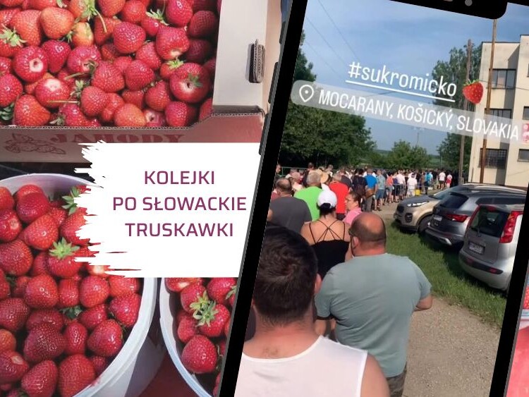 Kolejki do samozbiorów truskawek Słowacja