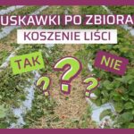 Koszenie liści truskawki - tak czy nie