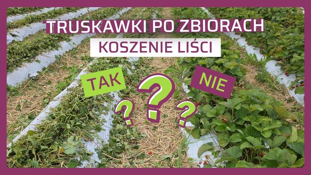 Koszenie liści truskawki - tak czy nie