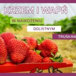 Krzem i wapń nawożenie dolistne truskawki