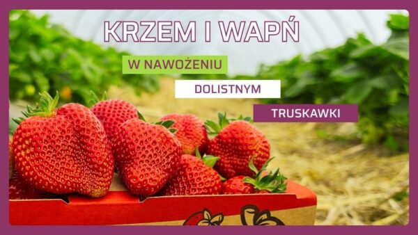 Krzem i wapń nawożenie dolistne truskawki