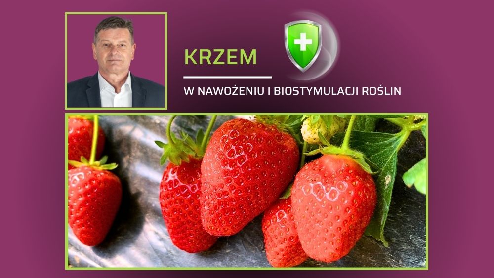 Krzem w nawożeniu i biostymulacji roślin - prof. Zbigniew Jarosz