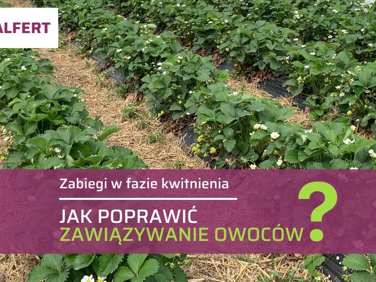 Lepsze kwitnienie i zawiązanie owoców – ow