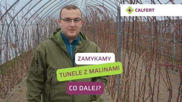 Nawożenie i biostymulacja maliny w tunelach na start sezonu