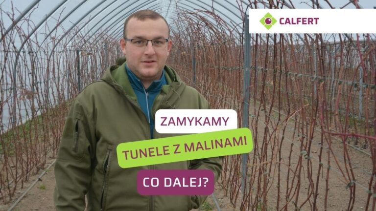 Maliny w tunelach nawożenie na start sezonu