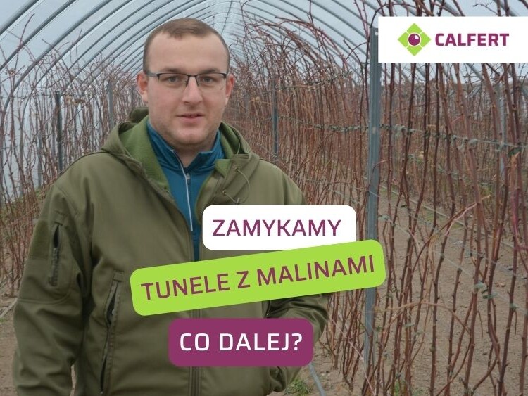 Maliny-w-tunelach-nawozenie-na-start-ow