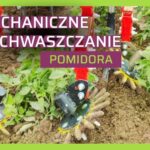 Mechaniczne odchwaszczanie pomidora-ow