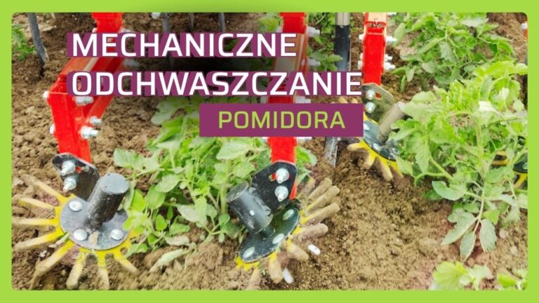 Mechaniczne odchwaszczanie pomidora-ow